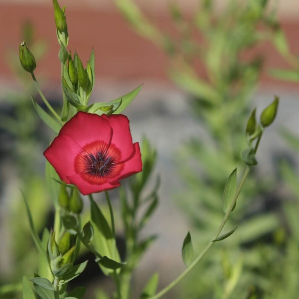 Organic Red Scarlet Flax Seeds - 200 Count - USA Grown - Non-GMO