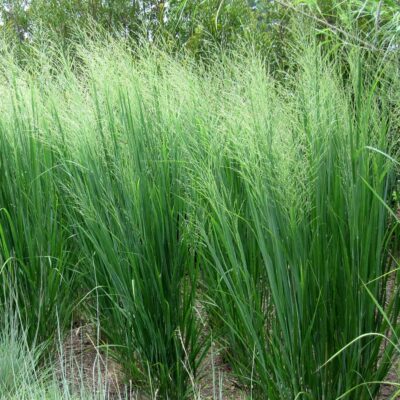 Switchgrass