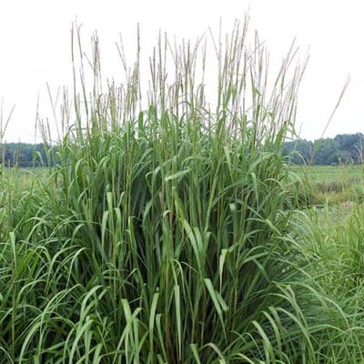 Eastern Gamagrass