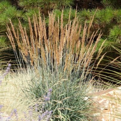 Indiangrass
