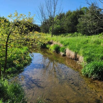 Streambank Seed Mix
