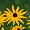 Black Eyed Susan