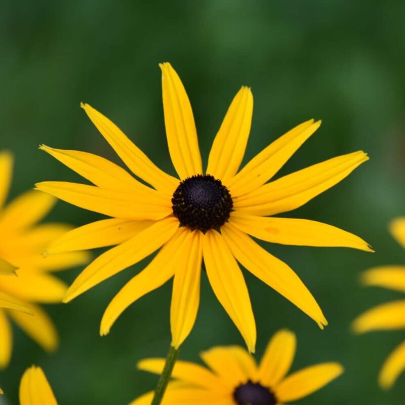 Black Eyed Susan