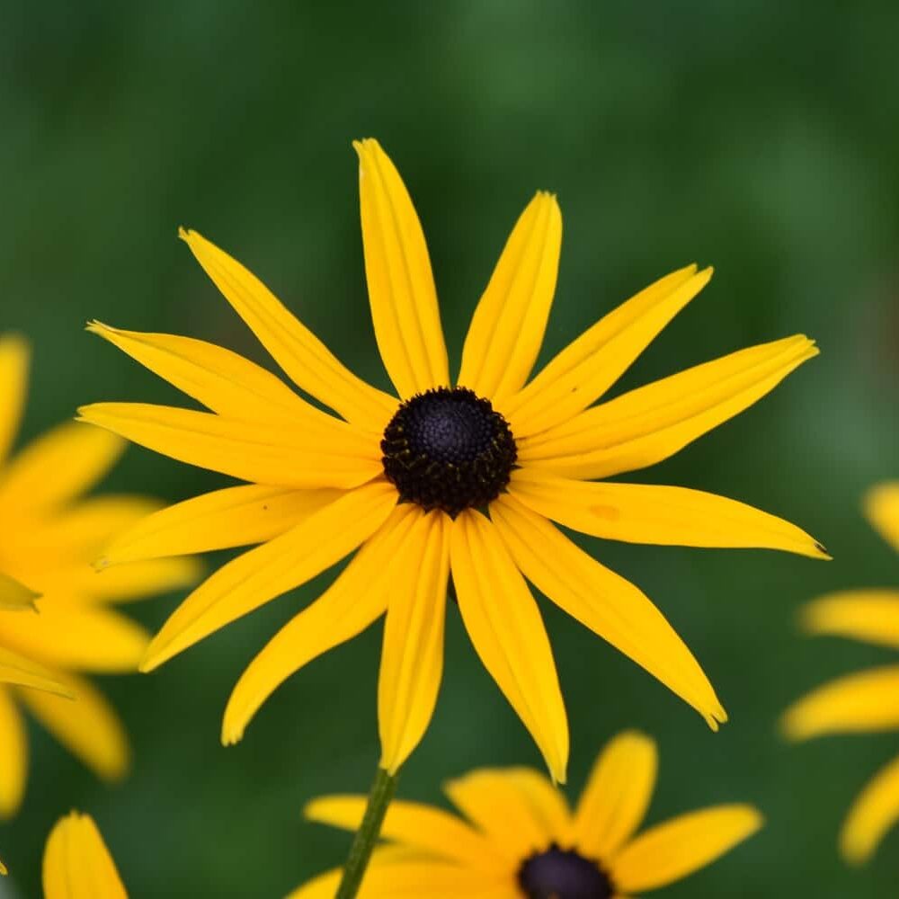Black Eyed Susan