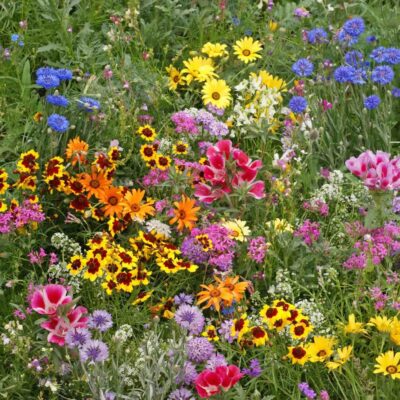 Low Growing Mix