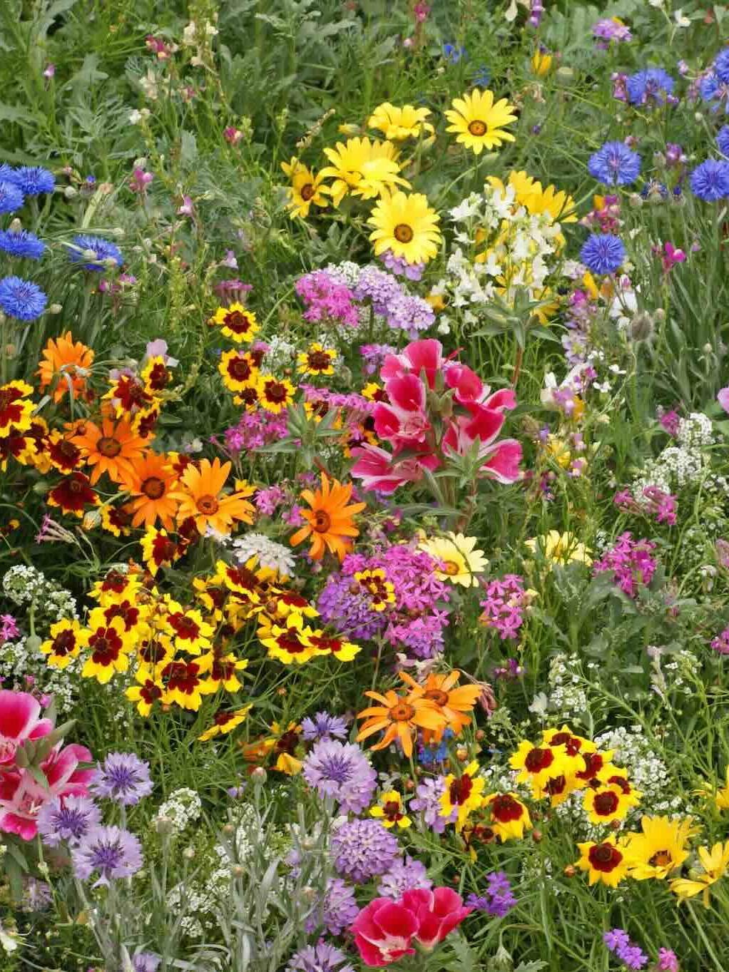 Low Growing Mix