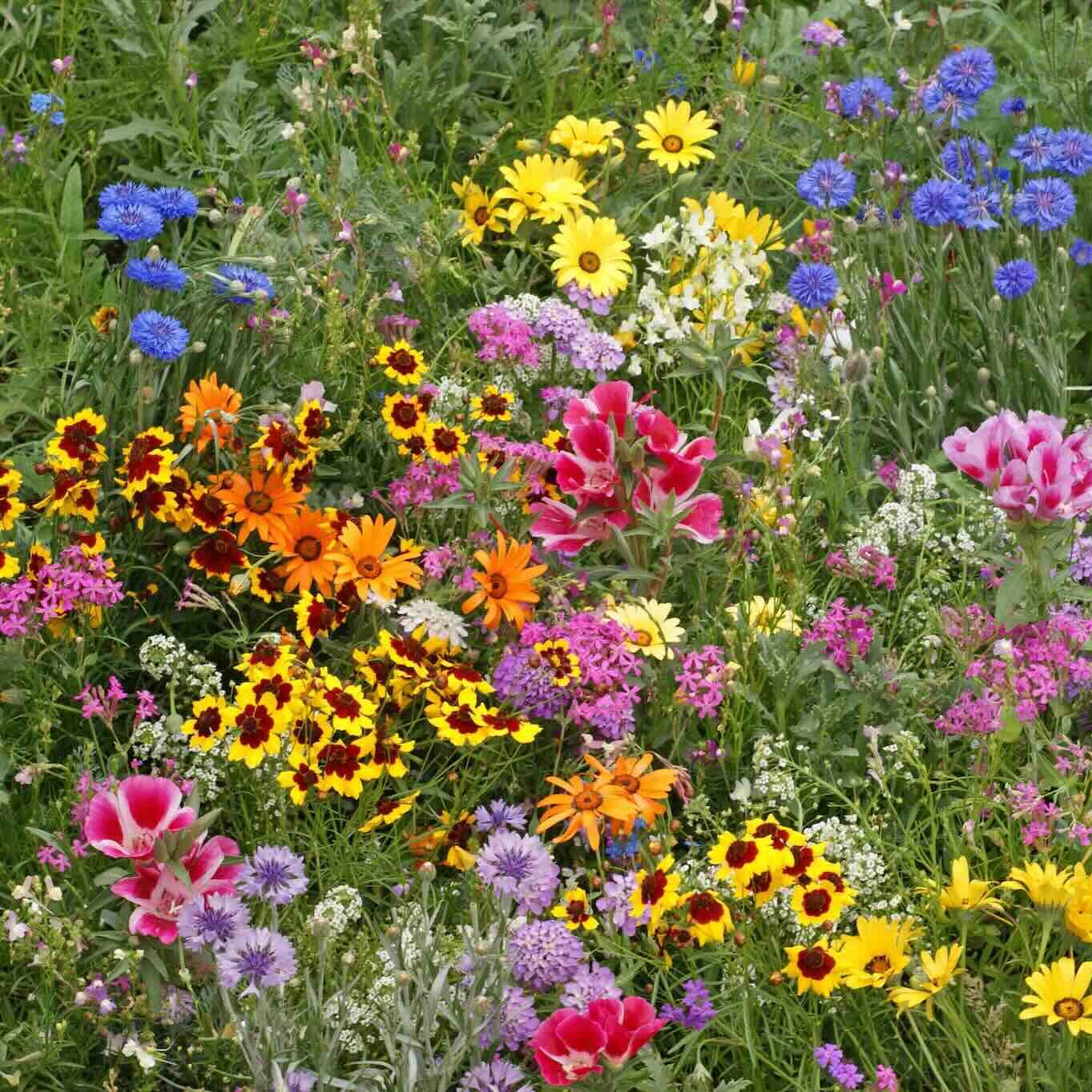 Low Growing Mix