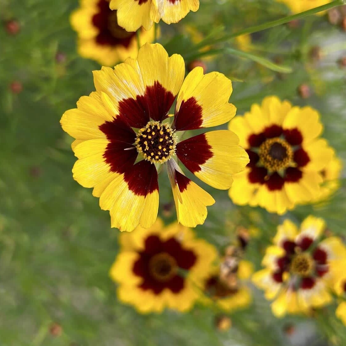 Plains Coreopsis
