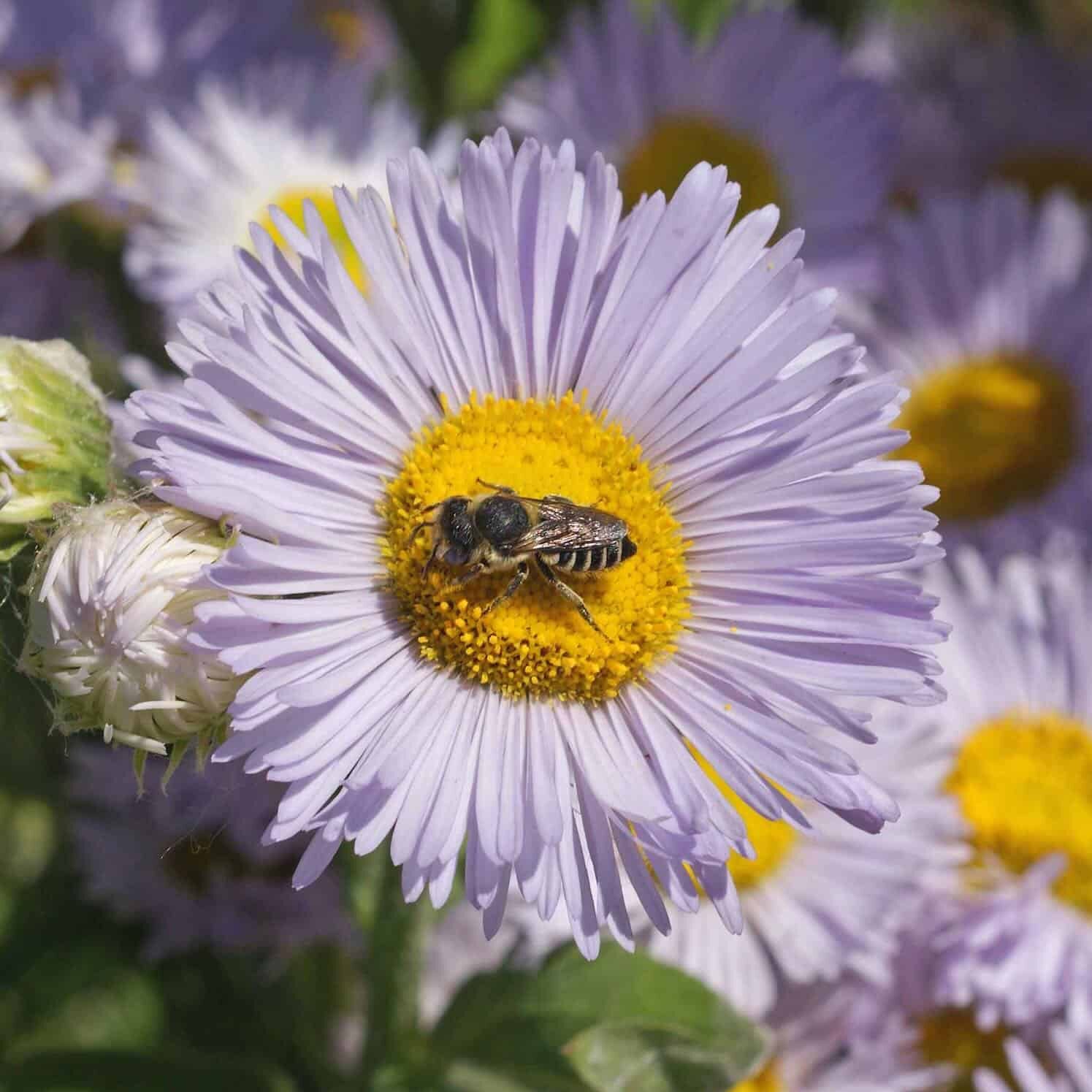 Aspen Daisy