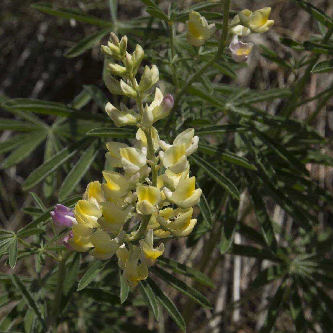 Longspur Lupine