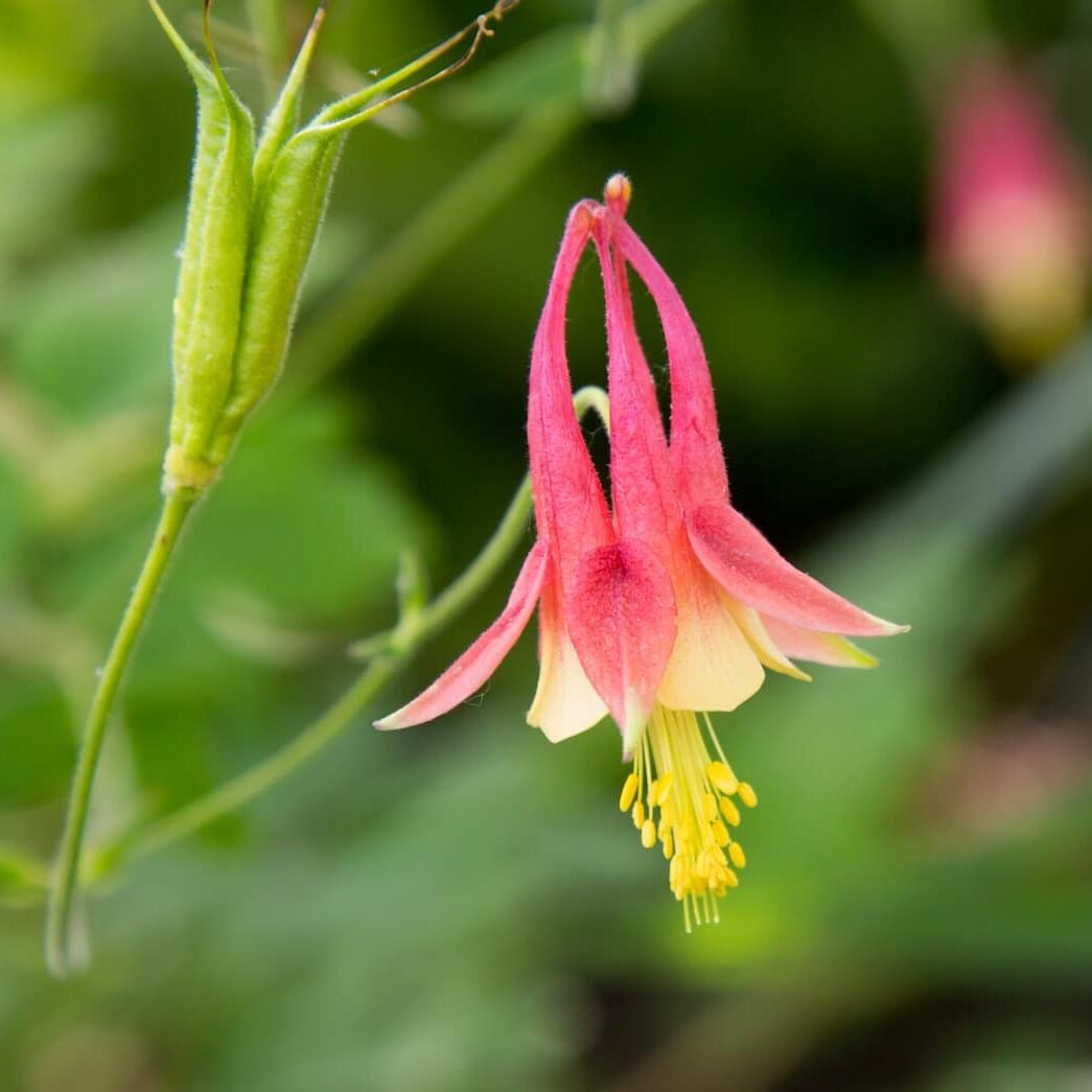 Eastern Columbine