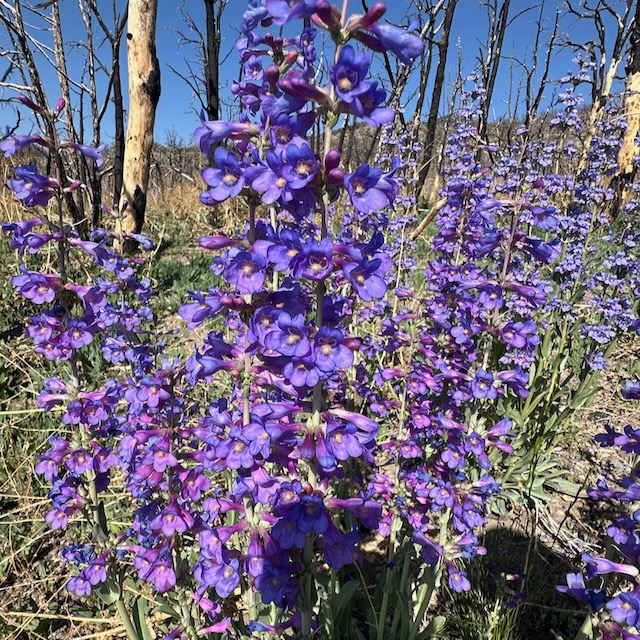 Thickleaf Penstemon (Penstemon pachyphyllus)