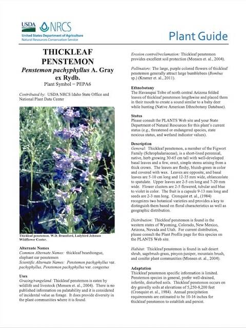 Thickleaf Penstemon (Penstemon pachyphyllus)