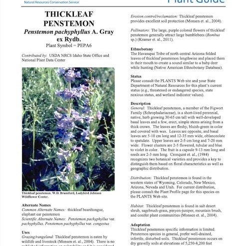 Thickleaf Penstemon (Penstemon pachyphyllus)