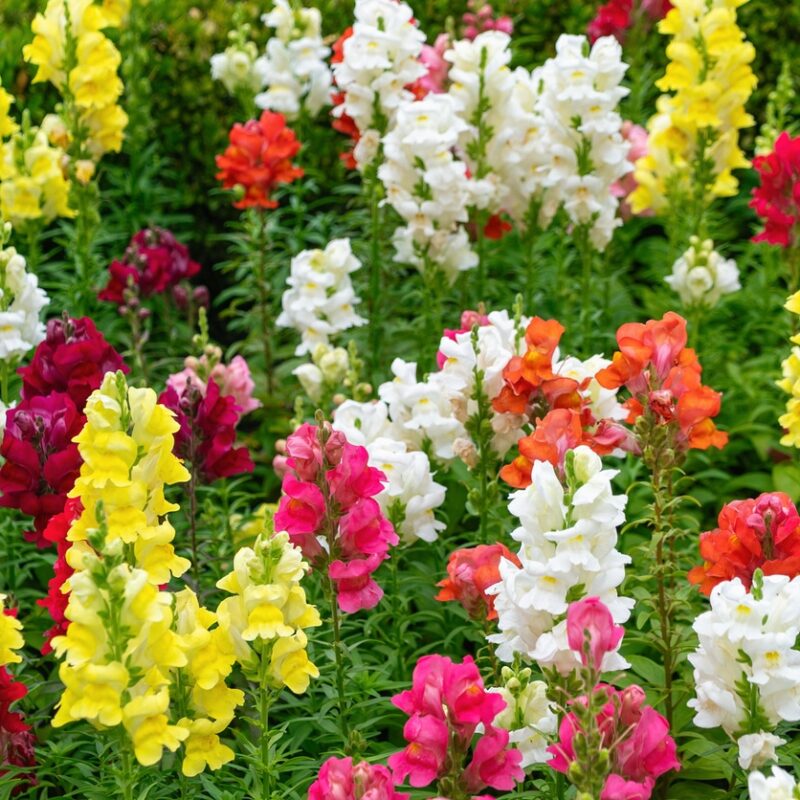 Snapdragon