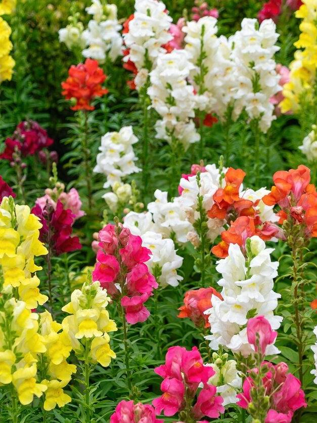 Snapdragon