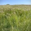 Long grass on cliff blowing in wind with seed heads ready to spread and set seed. Blue sky summer.
