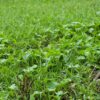 Rapeseed and cereal seedlings growing in agricultural field to improve soil structure, cover crops to improve soil structure, sustainable agriculture concept