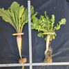 TapIt Hybrid Brassica compared to standard daikon radish