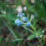 chinese forget me not
