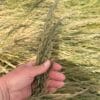 "Sherman" Big Bluegrass