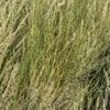 "Sherman" Big Bluegrass