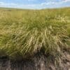 "Discovery" Snake River Wheatgrass