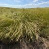 "Discovery" Snake River Wheatgrass