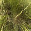 "Discovery" Snake River Wheatgrass