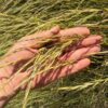 "Discovery" Snake River Wheatgrass