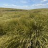 "Discovery" Snake River Wheatgrass