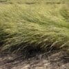 "Discovery" Snake River Wheatgrass