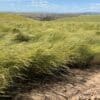 "Discovery" Snake River Wheatgrass