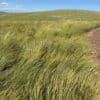 "Discovery" Snake River Wheatgrass