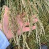 Prairie Junegrass