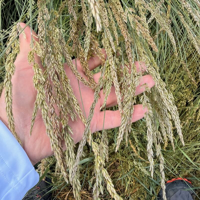「THE GRASS OF JUNE 30, 2002」日韓w杯記念 M3068 Prairie Junegrass - Koeleria macrantha - Great Basin Seeds