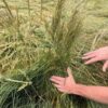 Prairie Junegrass