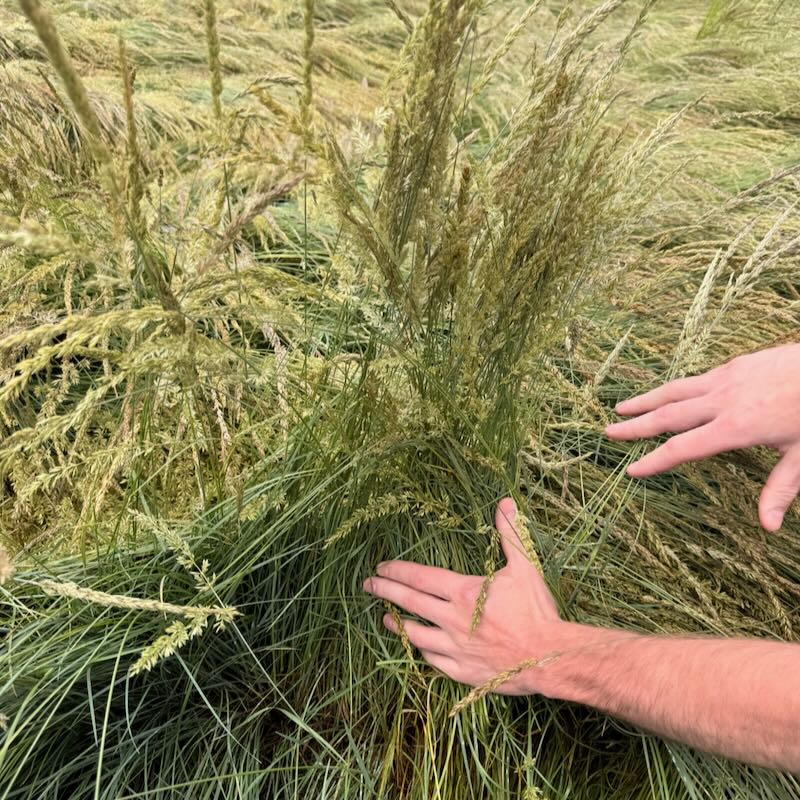 Prairie Junegrass - Koeleria macrantha - Great Basin Seeds