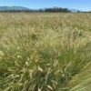 Prairie Junegrass