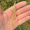 Prairie Junegrass
