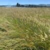 Prairie Junegrass