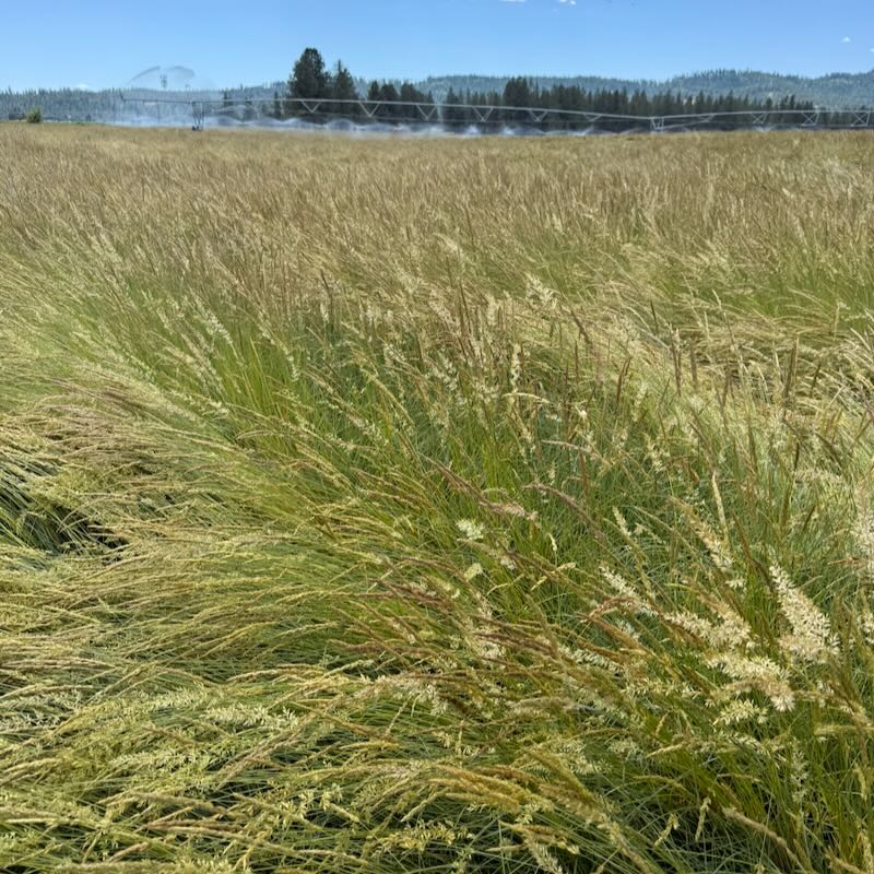 Prairie Junegrass - Koeleria macrantha - Great Basin Seeds