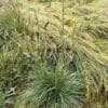 Prairie Junegrass