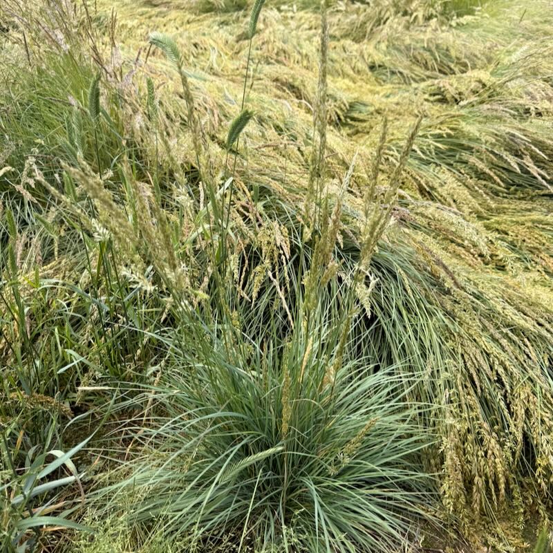 Prairie Junegrass - Koeleria macrantha - Great Basin Seeds