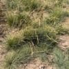 Sheep Fescue