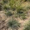 Sheep Fescue