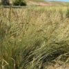 Sheep Fescue