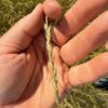 "Secar" Snake River Wheatgrass