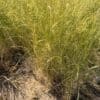 "Secar" Snake River Wheatgrass