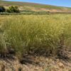 "Secar" Snake River Wheatgrass
